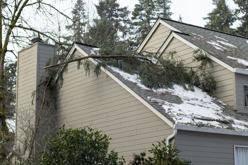 Broken roof with tree ontop